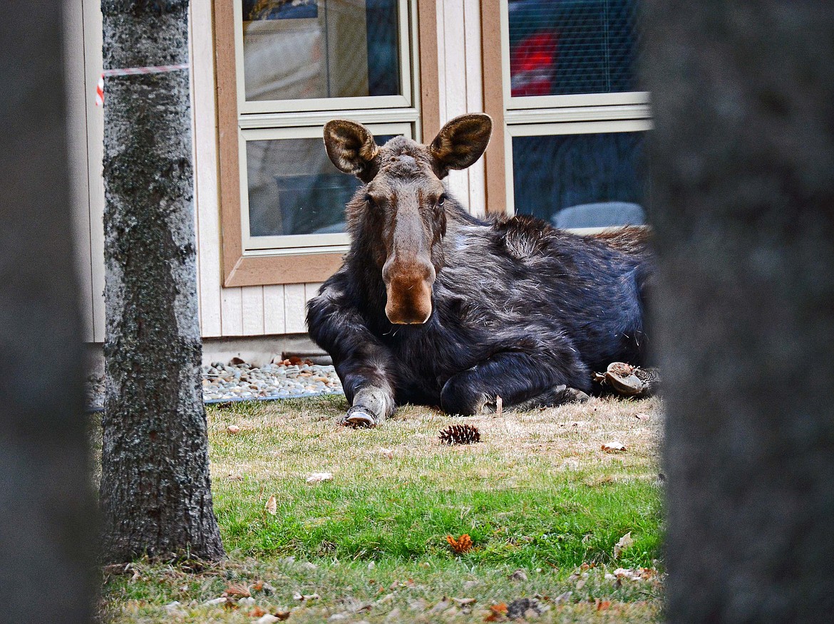 (Photo courtesy JIM HOWES)
A moose, whose photo was captured by photographer Jim Howes, finds a comfortable spot to rest behind Idaho Department of Lands on Highway 2. If you have an original picture that you took that you would like to see run as a Best Shot or I Took The Bee send it in to the Bonner County Daily Bee, P.O. Box 159, Sandpoint, Idaho, 83864; or drop them off at 310 Church St., Sandpoint. You may also email your pictures in to the Bonner County Daily Bee along with your name, caption information, hometown and phone number to bcdailybee@bonnercountydailybee.com.