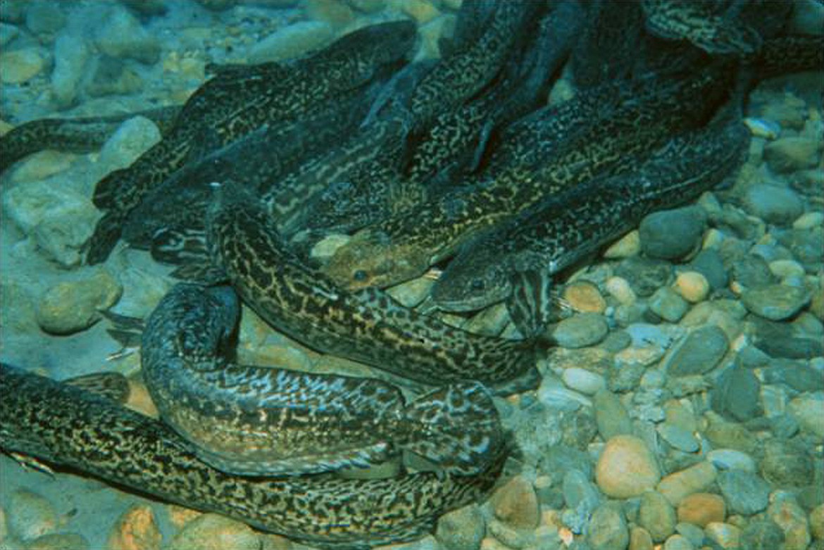 (Photo courtesy IDAHO DEPARTMENT OF FISH &amp; GAME)
Unlike salmon and trout, burbot don&#146;t build nests. They group together in &#147;spawning balls&#148; and eggs are fertilized in the water column before drifting down to the river bottom.