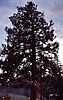 Christmas tree in Troy lit to boost spirits in time of uncertainty