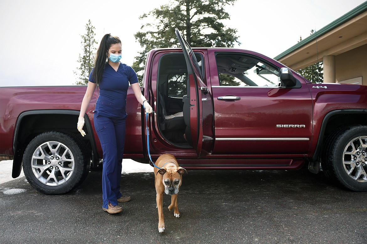 Cortnee Anello, a veterinary technician with Central Valley Animal Hospital, leads Ellie, a client&#146;s boxer, into the clinic on Tuesday, March 24. (Casey Kreider/Daily Inter Lake)