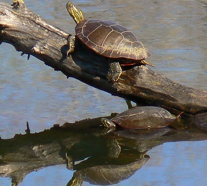 Critters of North Idaho: Painted Turtle | Coeur d'Alene Press