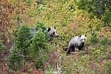 FWP kills wounded sow grizzly that bit hiker