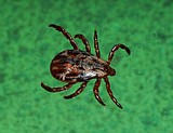 Warning: Disease carrying ticks out in full force in local woods