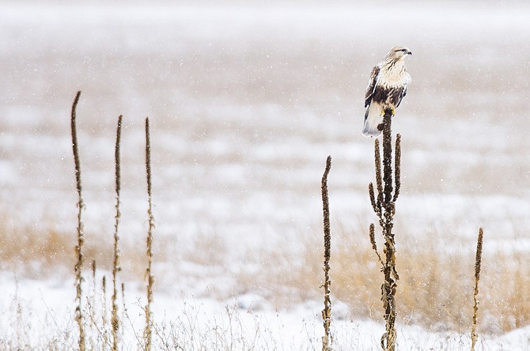 &lt;p&gt;Patrick Cote/Daily Inter Lake A red-tailed hawk perches on a plant while snow falls Thursday afternoon near Lower Valley Road south of Kalispell. Thursday, Dec. 27, 2012 in Kalispell, Montana.&lt;/p&gt;