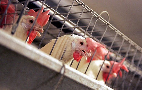 &lt;p&gt;Chickens huddle in their cages at an egg processing plant at the Dwight Bell Farm in Atwater, Calif. The New Year is bringing rising chicken egg prices across the country as California starts requiring farmers to house hens in cages with enough space to move around and stretch their wings. The new standard backed by animal rights advocates has drawn fire nationwide because farmers in Iowa, Ohio and other states who sell eggs in California have to abide by the same requirements.&lt;/p&gt;