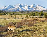 From water quality to bugs to grizzly bears, the Flathead River will see some intensive study this summer.
