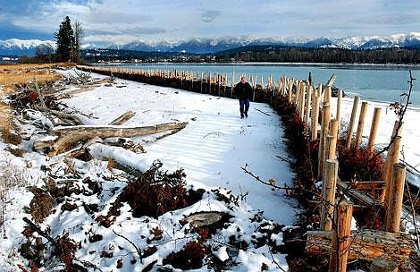 Mark Lorang walks along the edge of an erosion wall Wednesday at a waterfowl production area on the Flathead River near Flathead Lake. The 600-foot long wall is made from more than 3,000 recycled Christmas trees. More trees are being gathered this year. Garrett Cheen photos/Daily Inter Lake