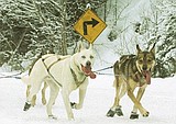 Flathead Sled Dog Days race starts Saturday