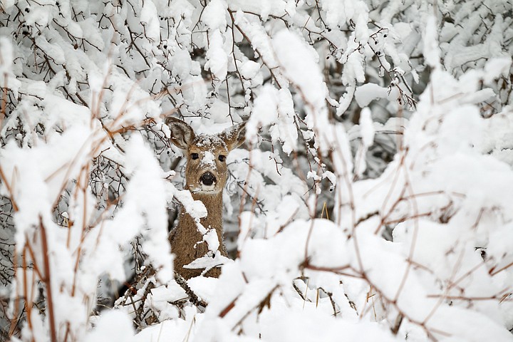 &lt;p&gt;SHAWN GUST/Press A white tail doe checks her surroundings from the safety of a snowy canopy Thursday near Fernan Lake.&lt;/p&gt;