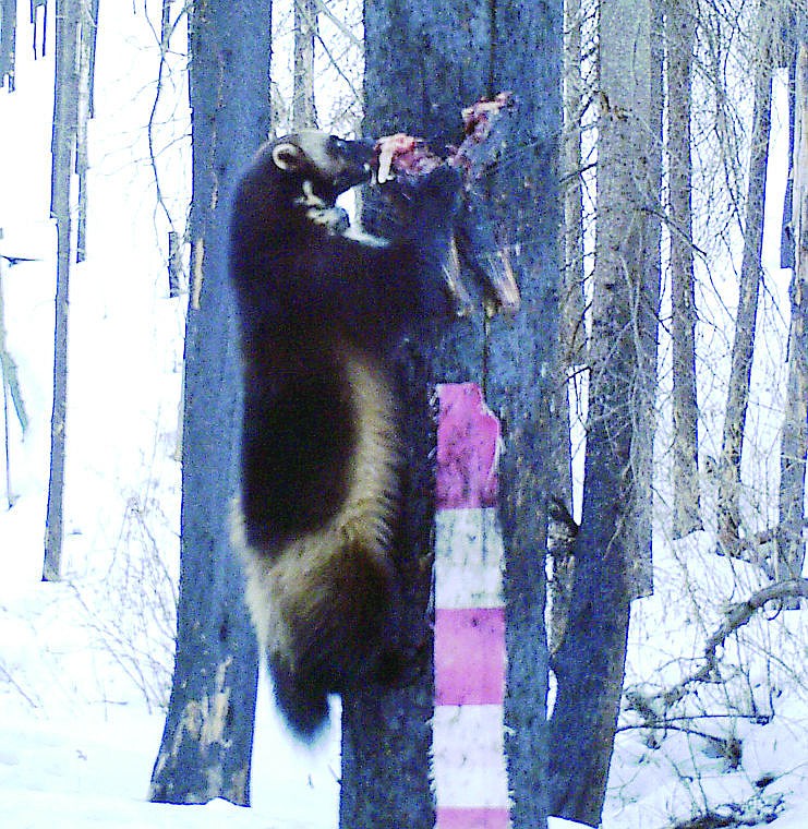 <p>This undated image from a trail camera released by the Bitterroot National Forest shows a wolverine feasting on the leg of a road-killed deer nailed to a tree.</p>