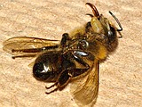 Parasitic fly could explain bee die-off