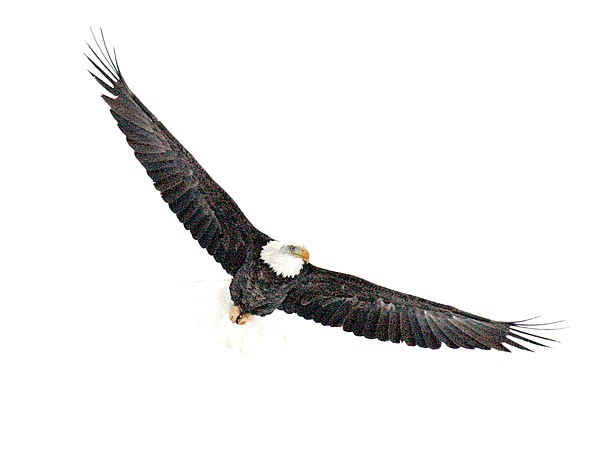 Eagle 39