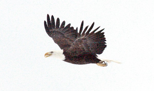 Eagle 45