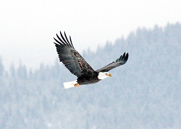 Eagle 56