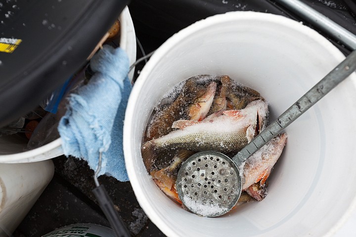 &lt;p&gt;Perch rest in the bottom of a bucket after being harvested by a pair of ice fisherman.&lt;/p&gt;