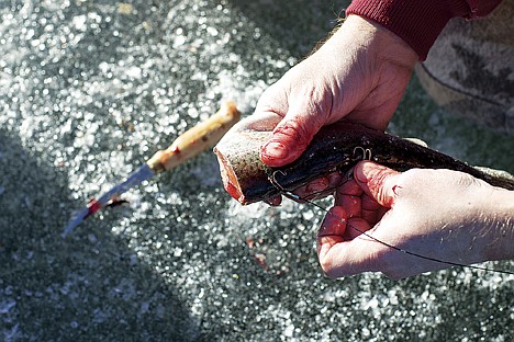 &lt;p&gt;Jason Nichols baits his line for pike with a trout Saturday during an ice fishing outing with his family on Fernan Lake.&lt;/p&gt;