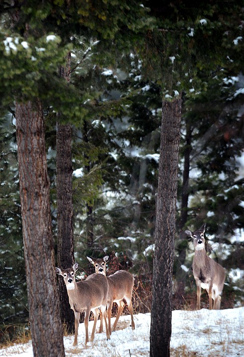 &lt;p&gt;A family of deer forage in the woods near Foy&#146;s Lake Dec. 23.&lt;/p&gt;