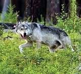 Hunters at meeting want FWP to do more about wolves
