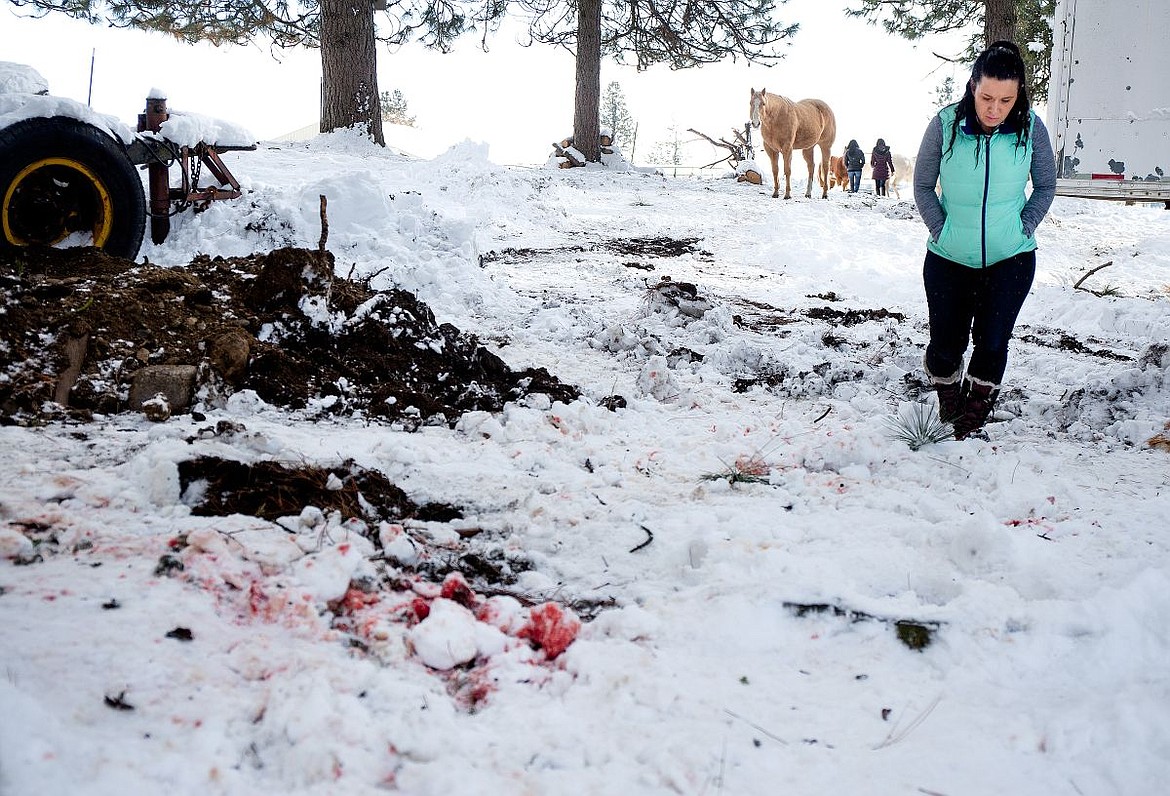 &lt;p&gt;JAKE PARRISH/Press Tyanne Lash walks towards blood-stained snow on Tuesday that marks where her family's mule, Toby, was shot in the chest and killed by an unknown person early Monday morning on their property in Post Falls. Toby is buried under the mound of dirt to the left. The family is offering a reward for any information regarding the shooting, and ask that the information be delivered to the Kootenai County Sheriff's Office.&lt;/p&gt;