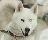 Sled Dog Days results