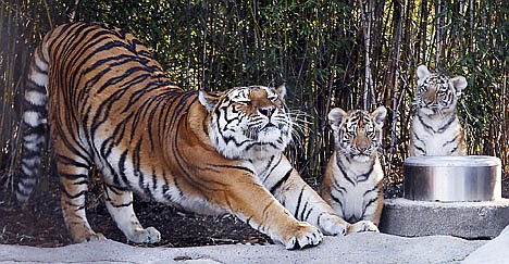 &lt;p&gt;Marta stretches and stays close to her twin Amur tiger cubs Viktor and Talya as they make their media debut at the Toledo Zoo in Toledo, Ohio, Friday, Jan. 6, 2012. The cubs were born Sept. 26, 2011. This is the second generation of the endangered ?mur tigers to be born at the zoo. Marta was born in Toledo in 2003. (AP Photo/The Blade, Lori King) MANDATORY CREDIT; MAGS OUT; NO SALES; TV OUT; SENTINEL-TRIBUNE OUT; MONROE EVENING NEWS OUT; TOLEDO FREE PRESS OUT&lt;/p&gt;