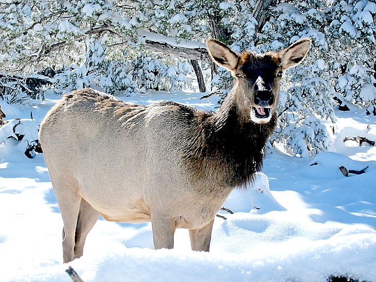 Elk B License Holders Will Have Extended Season In West-central ...