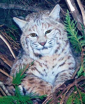 Courtesy Photo Trapping continues to survive through the generations. Above, a northwestern Montana bobcat.