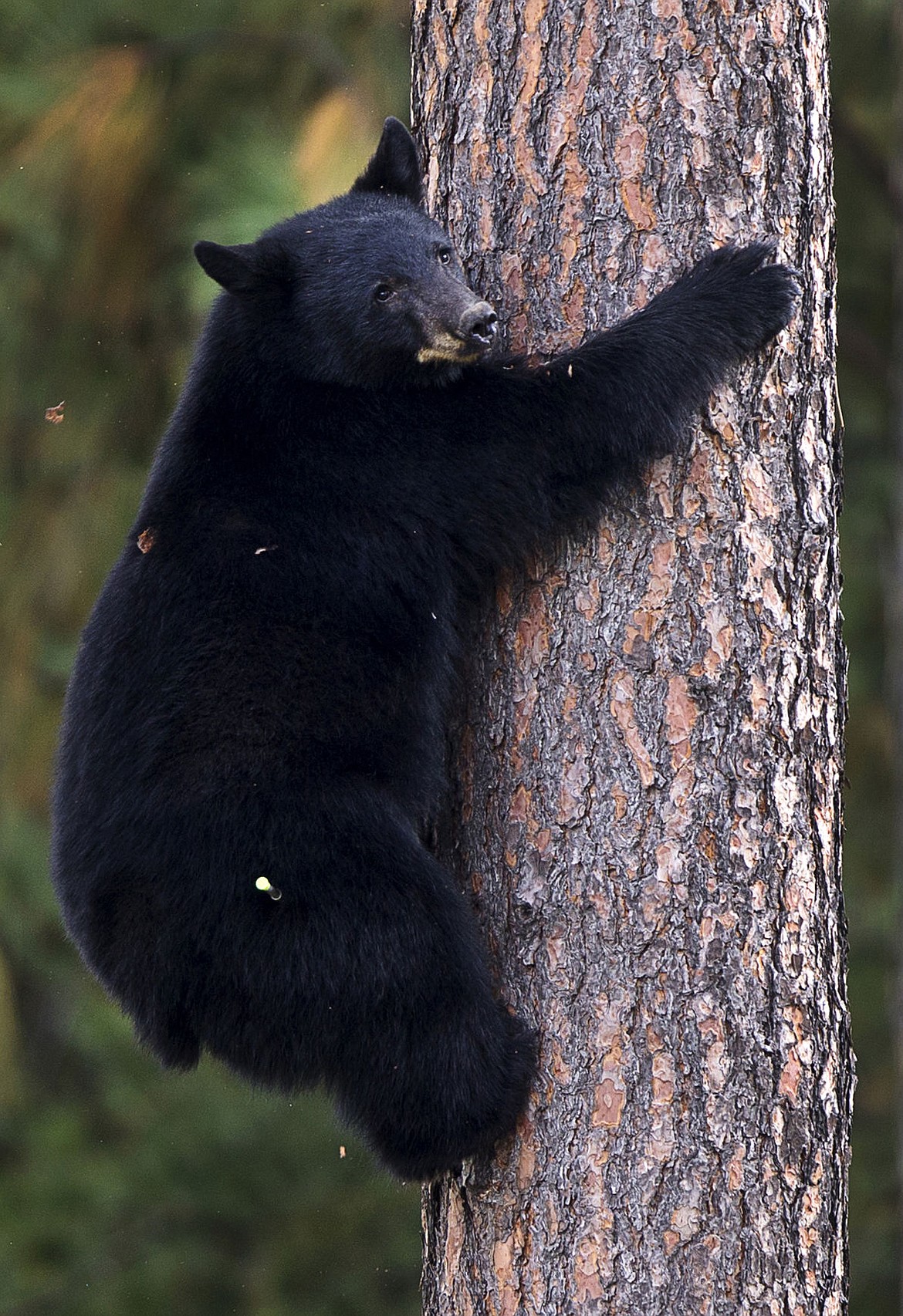 &lt;p&gt;TESS FREEMAN/Press&lt;/p&gt;&lt;p&gt;A young black bear climbs down from a tree near Woodland Middle School on Wednesday, Sept. 24, 2014. Idaho Fish and Game waited for the bear to climb down before tranquilizing and capturing it to be relocated back into the wild.&lt;/p&gt;