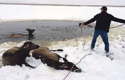 &lt;p&gt;Don Allenburg tries to lasso a young cow elk that fell through the ice at The Nature Conservancy on Jan. 5.&lt;/p&gt;