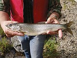 Glacier s bull trout are on the ropes