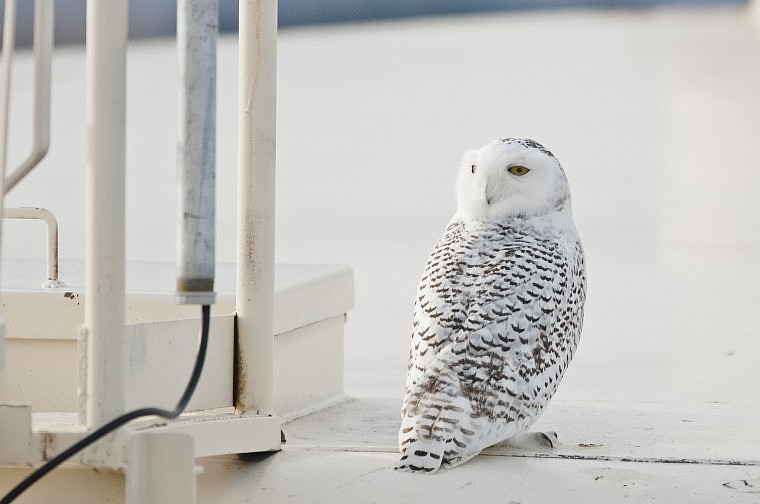 &lt;p&gt;A snowy owl perches on top of a water tower near Mission View
Drive at the south edge of Polson Friday afternoon.&lt;/p&gt;