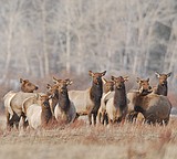 Elk poached in Park near St. Mary