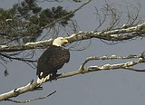 Bird count shows plenty of eagles in Glacier