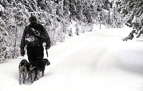 Terry Zink, president of the Northwest Montana Houndsmen Association, walks with his dogs while tracking mountain lions on Forest Service Road 1019 near Pleasant Valley. Changes are being proposed by Montana Fish, Wildlife and Parks that would make lion hunting in 2007 a permit-only system, similar to moose, bighorn sheep and mountain goat hunts. A hearing on this proposal and other changes in hunting regulations will be Saturday at 9 a.m. at the WestCoast Kalispell Center Hotel. Dave Reese file photo/Special to the Inter Lake