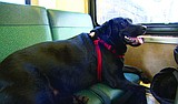 Black Lab likes to take solo bus ride to her dog-park stop