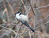 Glacier's Christmas bird count a quiet one