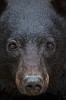 In museum exhibit, Jones shines