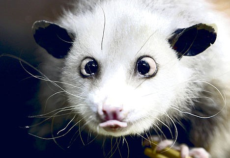 &lt;p&gt;a cross-eyed opossum (didelphis) called Heidi sits in her interim enclosure, in the zoo in Leipzig, Germany. Heidi the cross-eyed opossum is the latest creature to rocket from Germany's front pages to international recognition, capturing the world's imagination with her bright, black eyes turned toward her pointed pink nose.&lt;/p&gt;