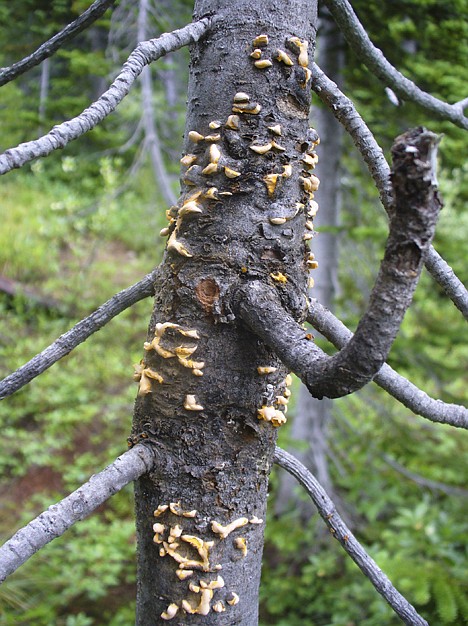 &lt;p&gt;White pine blister rust is a common disease in North Idaho. IT affects and destroys the whitebark pine, among other trees.&lt;/p&gt;
