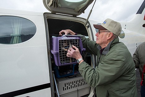 &lt;p&gt;Buck Bender, a board member of the Kootenai Humane Society, removes the first dog from a plane carrying over 32 from a shelter in Sacramento, California Saturday at the Coeur d&#146;Alene Airport. The dogs were transported from California to the Kootenai Humane Society to save them from being euthanized.&lt;/p&gt;