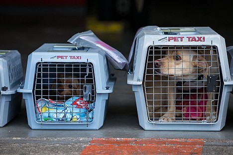 &lt;p&gt;Dogs taken from a shelter in California wait to be transported to the Kootenai Humane Society from the Coeur d&#146;Alene Airport Saturday.&lt;/p&gt;