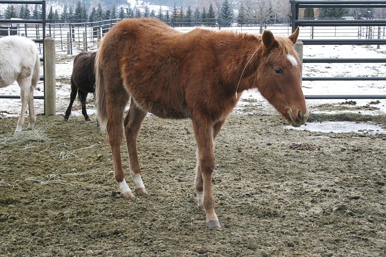 One of the neglected horses, now relocated to the Sanders County Fairgrounds in Plains.