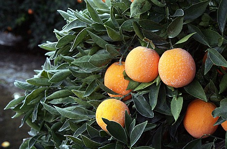 &lt;p&gt;Frost is seen Saturday on a tree with oranges in an orchard near Sanger, Calif., after a night of freezing temperatures. As an unusual cold spell gripped parts of the West for a fifth day, some California citrus growers reported damage to crops and an agriculture official said national prices on lettuce have started to rise because of lost produce in Arizona.&lt;/p&gt;