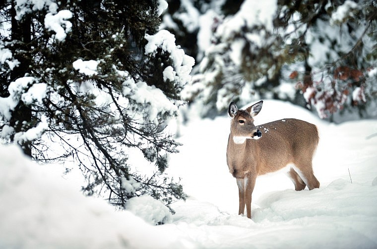 A white-tailed doe pauses to survey her surroundings before making her way through deep snow on Sunday near Olney.