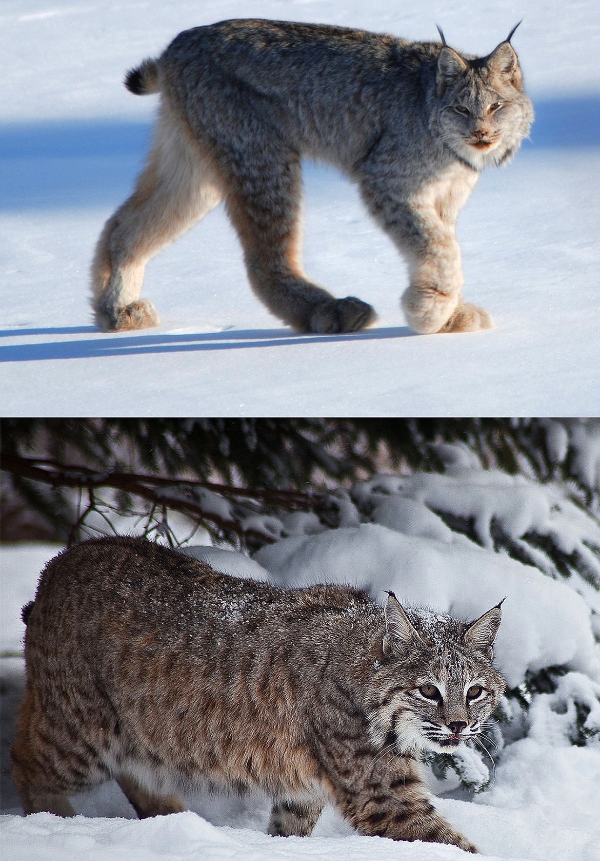 Protecting the Canada lynx