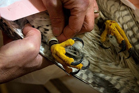 &lt;p&gt;Scott Dinger holds the Federal ID of his eight year old falcon Hornet who was killed by a woman on Jan. 7th while Dinger was duck hunting.&lt;/p&gt;