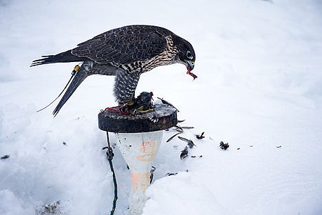 &lt;p&gt;Hannibal, a two-year-old falcon, feasts on a sparrow that Dinger trapped. During the hunting season, from August 15 to March 15, Dinger traps pest birds like pigeons and sparrows for Hannibal.&lt;/p&gt;