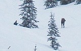 Game officials dispatch Canyon moose