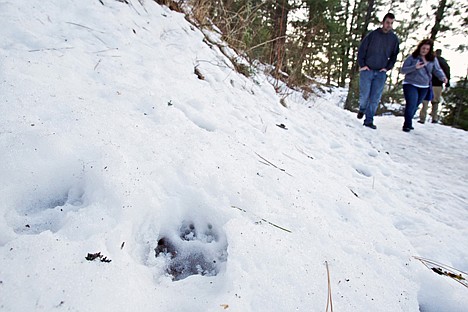 &lt;p&gt;Hikers walk past the imprints of dog paws Friday left along the trail of Tubbs Hill.&lt;/p&gt;