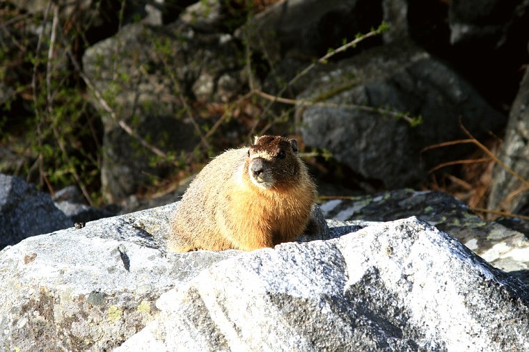 Falls Park marmot